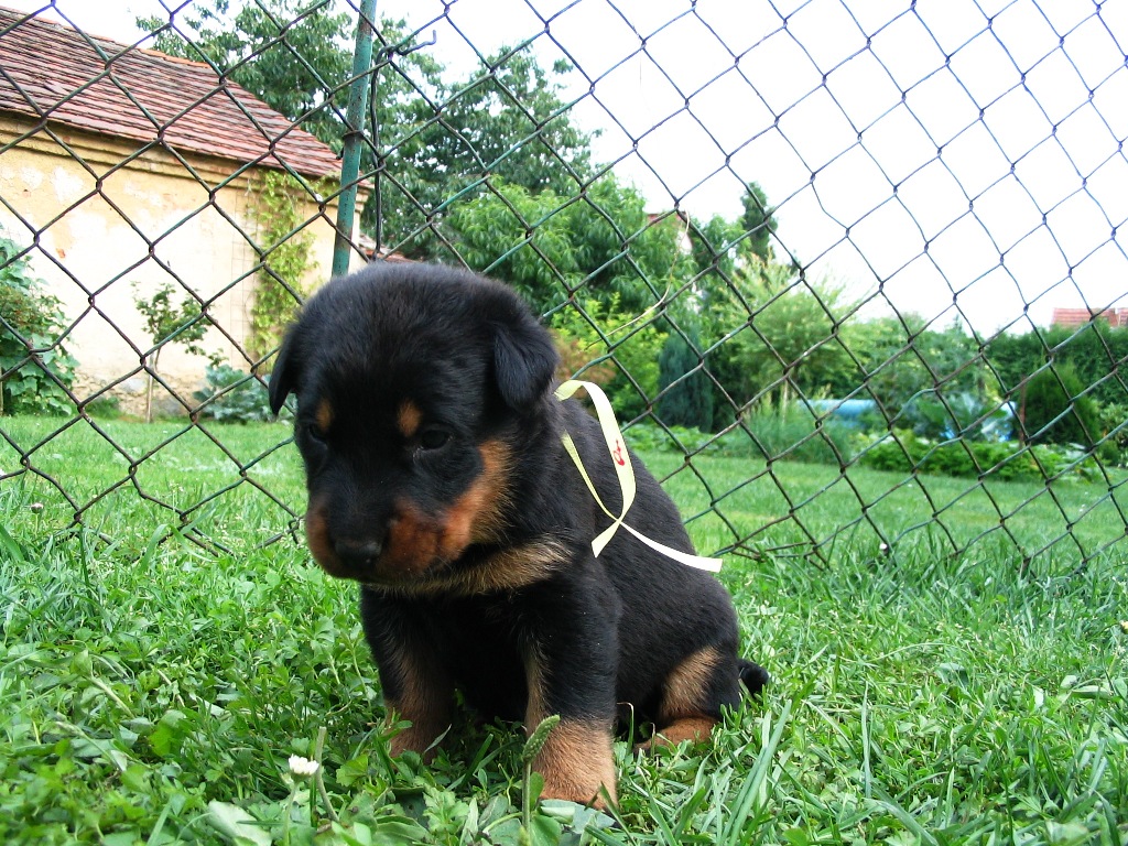 žlutá-gelb